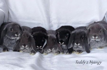 Vrh A28 - VOLNÍ 4 KLUCI A 1 HOLČIČKA K REZERVACÍM !!!